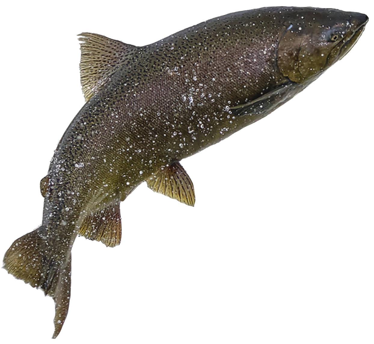 A chinook salmon jumps up a ledge in the Ganaraska River, as it swims upstream in the fall to lay eggs.