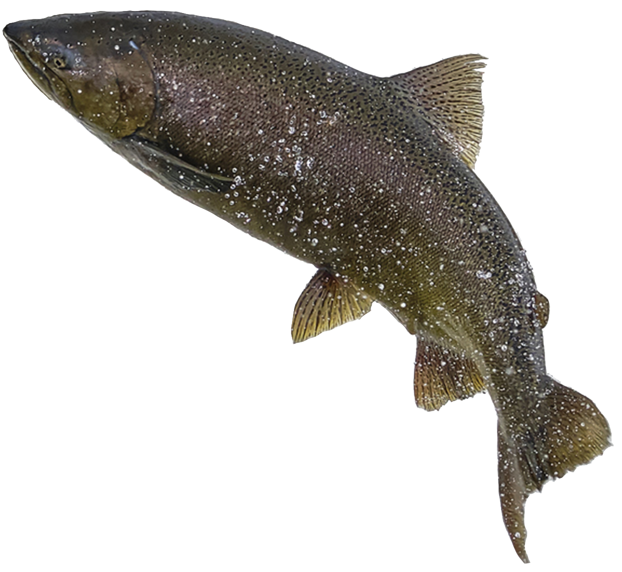 A chinook salmon jumps up a ledge in the Ganaraska River, as it swims upstream in the fall to lay eggs.
