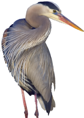 CUTOUT-Heron-R-image002-e1635553824746.png