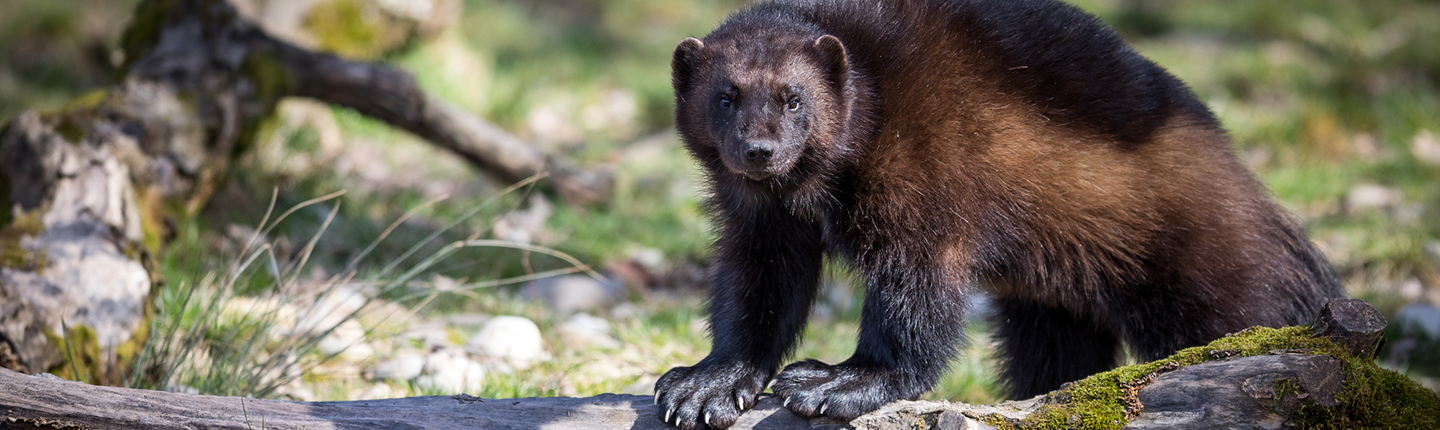 Wolverine in the forest