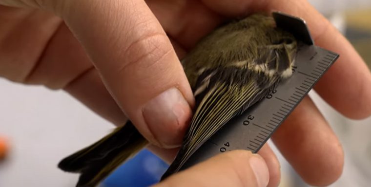 2,116 birds banded at Mugaha Marsh