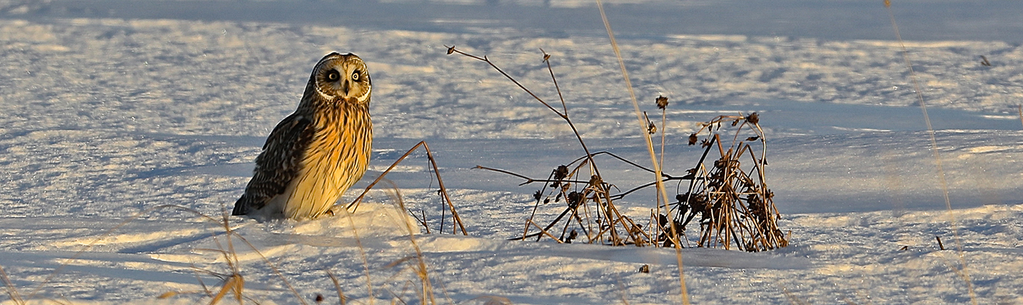 POST-Short-eared-owl-snow-Roy-Rea-085A9680.jpg