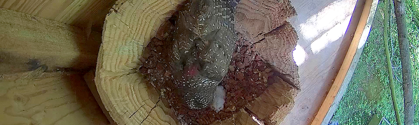 POST-Einstein-and-Zalea-P9-Nest_20230604_104135.jpg