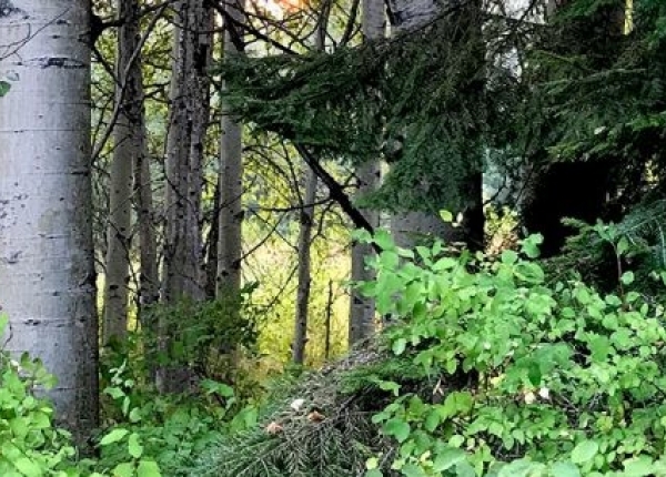POST-aspen-forest-NT-1024x306.jpg
