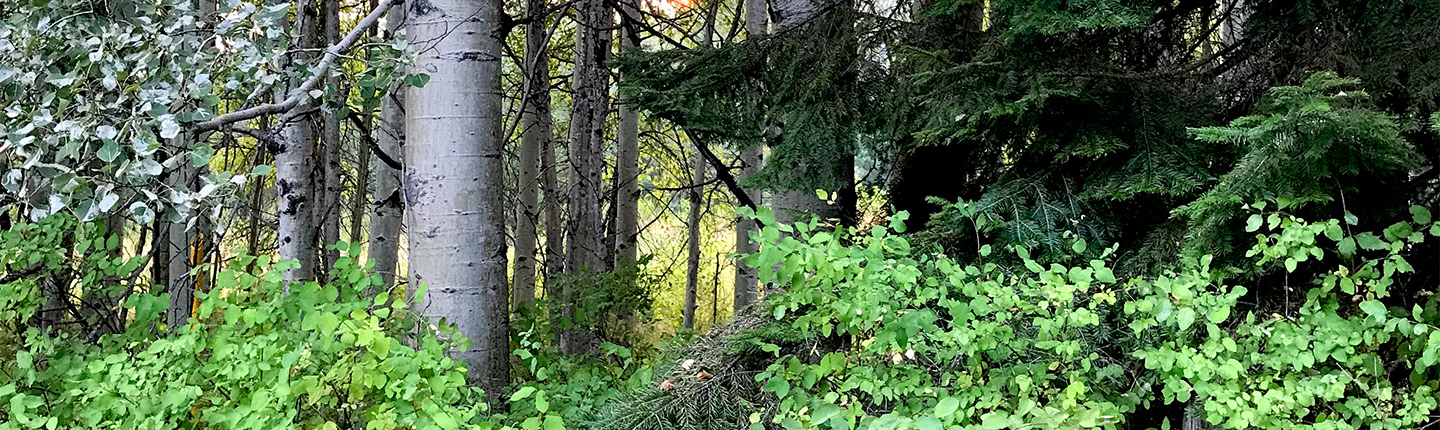 POST-aspen-forest-NT.jpg