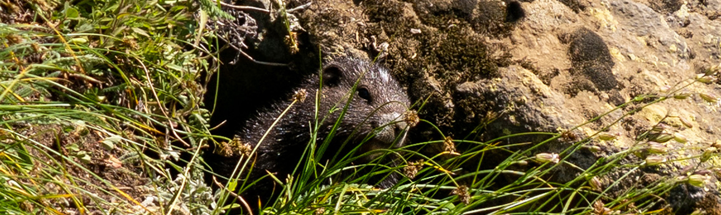 POST-VI-marmot-release-2023-A-Taylor.jpg