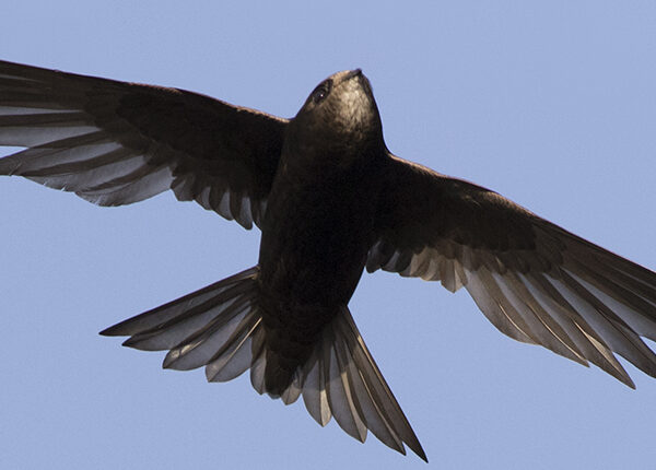 common swift (Apus apus) in flight