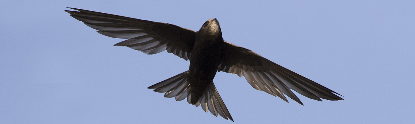 common swift (Apus apus) in flight