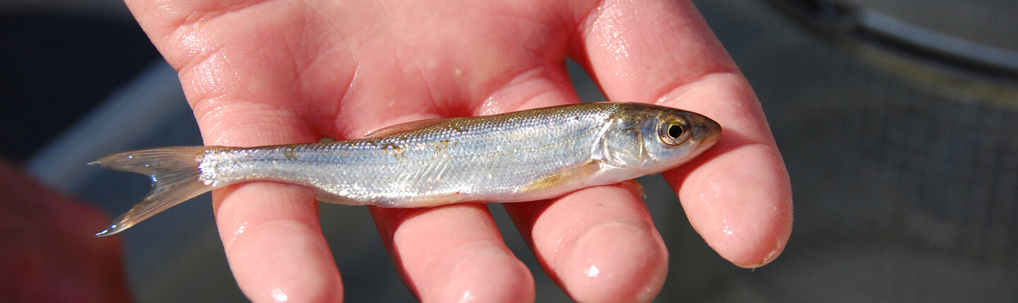 POST-Brassy-minnow-Langstrom-Zemlak-DSC_3221-1440x430.jpg