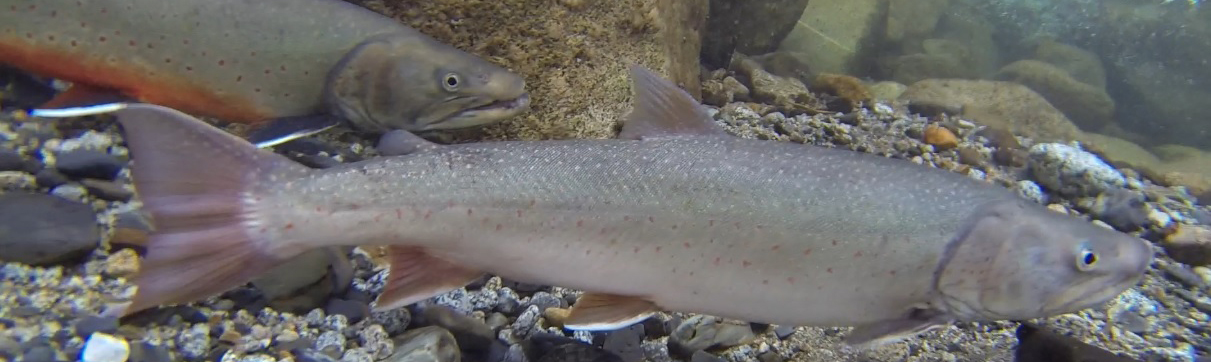 POST-Bull-Trout-silverton-pair-eggs-J.-Baxter.jpg