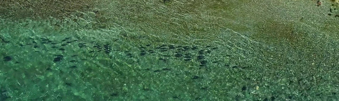 POST-Oct-28-2022-gravel-3768-Photo_A-Tlegay_Fisheries-Society.jpg