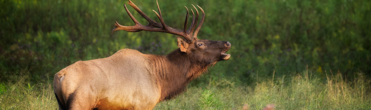 A rocky mountain elk in early morning