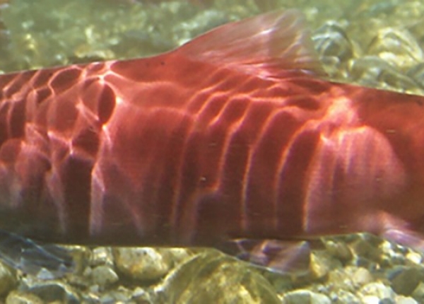 POST-Kokanee-underwater-2-photo-ENV.jpg