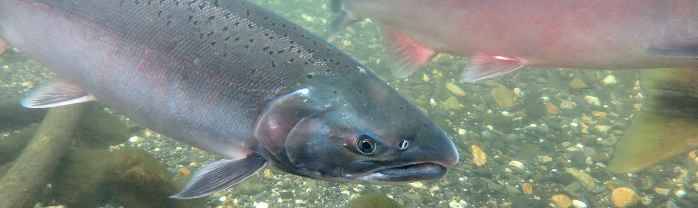 Salmon swim up Clear Creek in Central Alaska to spawn