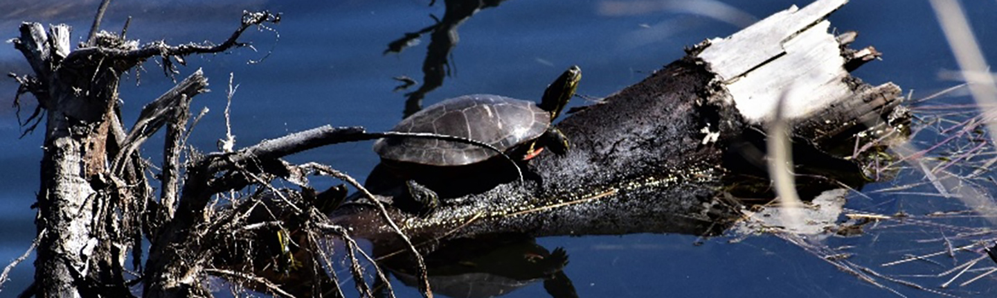 POST-Western-Painted-Turtle-BCWF.jpg