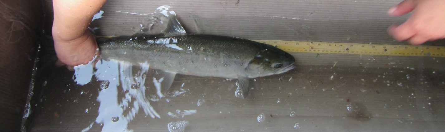 POST-COA-F24-3946-DCA-fish_tape_ARMS.jpg