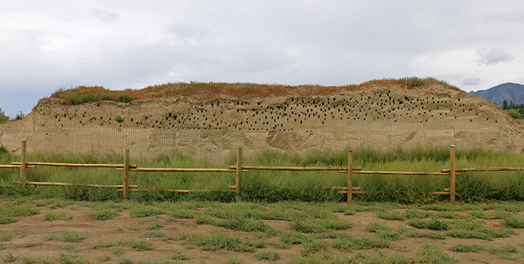 Hundreds of hectares of habitat enhanced for at-risk swallows