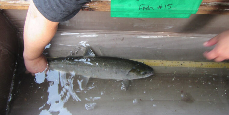 Best Alouette River sockeye return in 17 years