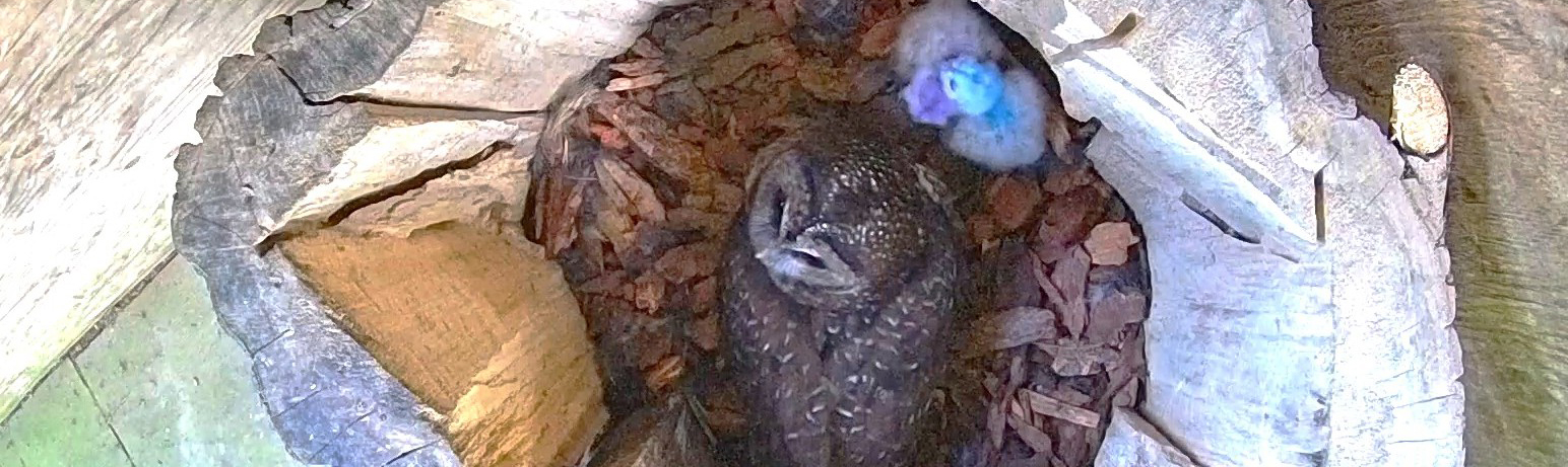 POST_Einstein_Zalea_P1_Nest_20250521_Orig_NSOBP.jpg