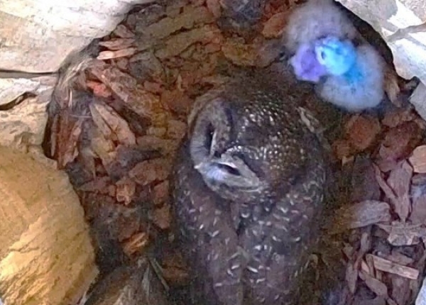 POST_Einstein_Zalea_P1_Nest_20250521_Orig_NSOBP.jpg